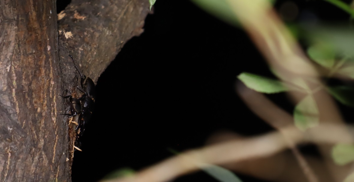 コクワガタのペア_川縁のヤナギ_2023年5月18日20時5分 気温26.2度 南風5ｍ